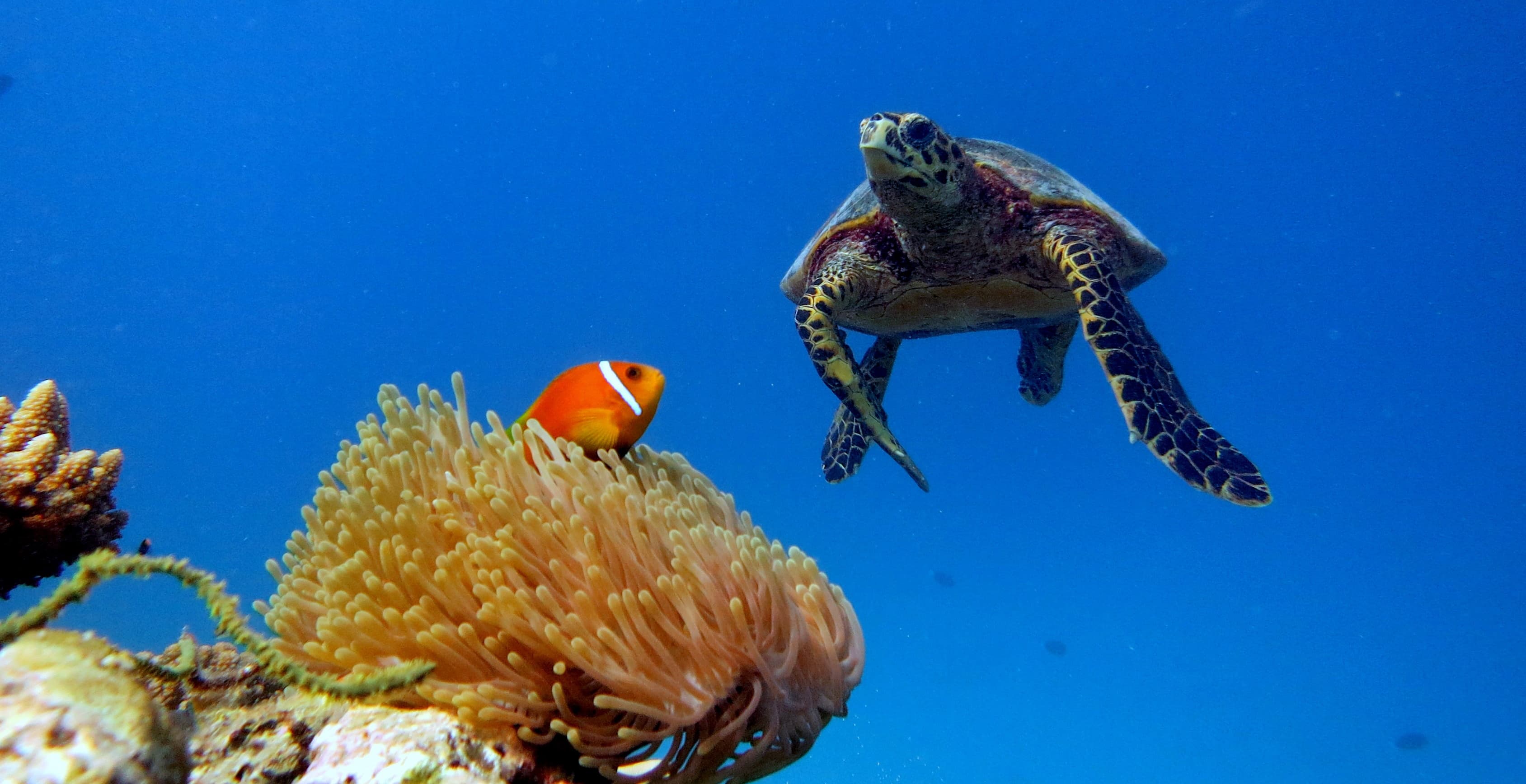 Turtle Reef Snorkeling