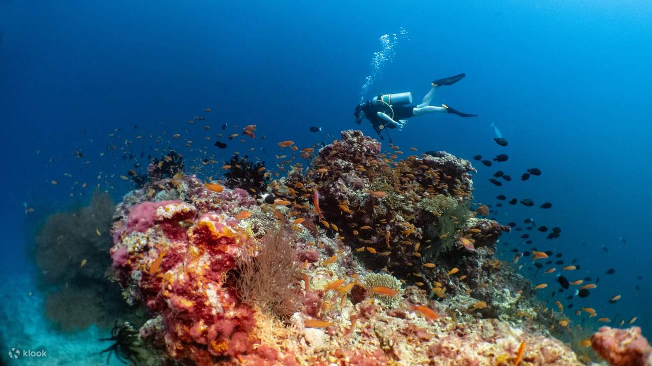 Scuba Diving & Snorkeling — another view