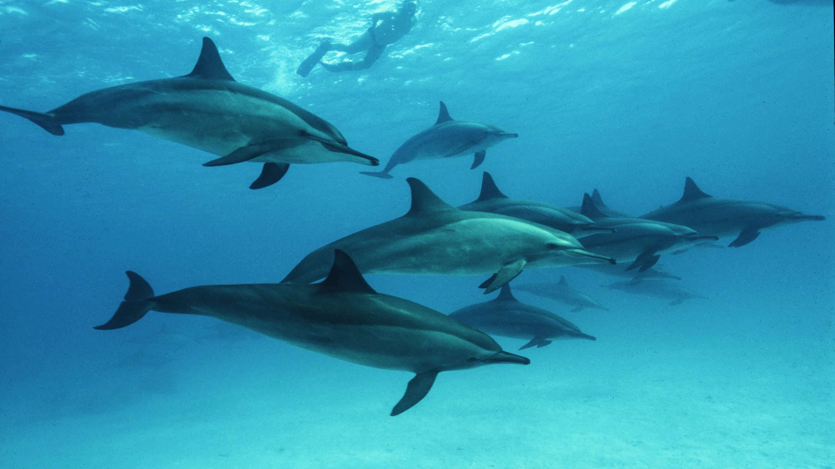 Dolphin & Whale Watching Cruise
